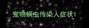 宠物螨虫传染人症状