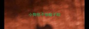 小狗怕不怕蚊子咬