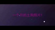 一个月的土狗照片