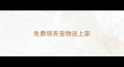 免费领养宠物送上家
