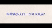 狗需要多久打一次狂犬疫苗