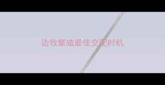 边牧繁殖最佳交配时机