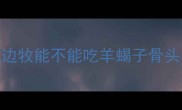 边牧能不能吃羊蝎子骨头