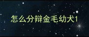 怎么分辩金毛幼犬