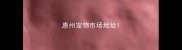 惠州宠物市场地址