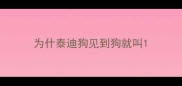 为什泰迪狗见到狗就叫