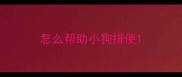 怎么帮助小狗排便