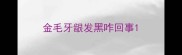 金毛牙龈发黑咋回事