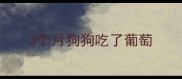 3个月狗狗吃了葡萄
