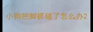 小狗把脚抓破了怎么办