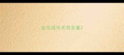 金毛成年犬有多重