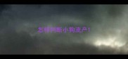 怎样判断小狗流产
