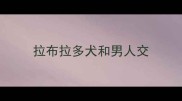 拉布拉多犬和男人交
