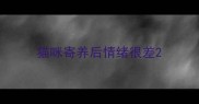 猫咪寄养后情绪很差
