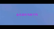 金毛能吃鸡架子吗