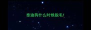 泰迪狗什么时候脱毛