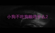 小狗不吃狗粮吃什么