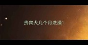 贵宾犬几个月洗澡