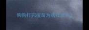 狗狗打完疫苗为啥吐黄水