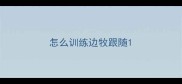 怎么训练边牧跟随