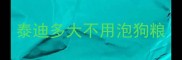 泰迪多大不用泡狗粮