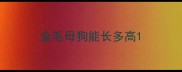 金毛母狗能长多高