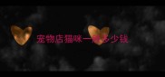 宠物店猫咪一般多少钱