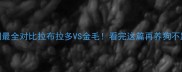 全网最全对比拉布拉多VS金毛看完这篇再养狗不踩坑