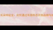 边牧幼犬耳朵特征全如何通过耳部形态识别品种与护理要点
