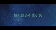 拉布拉多不生小狗