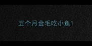 五个月金毛吃小鱼