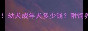 哈士奇价格大幼犬成年犬多少钱附饲养成本全攻略