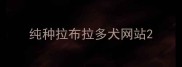 纯种拉布拉多犬网站