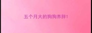 五个月大的狗狗养胖