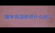 猫咪有湿疹用什么好