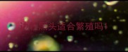 边牧黑头适合繁殖吗