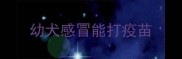 幼犬感冒能打疫苗