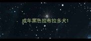 成年黑色拉布拉多犬
