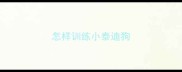 怎样训练小泰迪狗