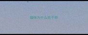 猫咪为什么吃不胖