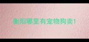 衡阳哪里有宠物狗卖