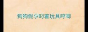 狗狗假孕叼着玩具哼唧
