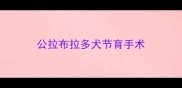 公拉布拉多犬节育手术