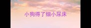 小狗得了细小尿床