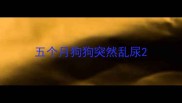 五个月狗狗突然乱尿