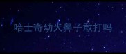 哈士奇幼犬鼻子敢打吗