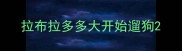拉布拉多多大开始遛狗