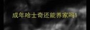 成年哈士奇还能养家吗