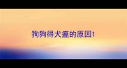 狗狗得犬瘟的原因