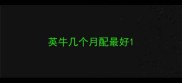英牛几个月配最好